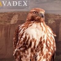 Avadex pro